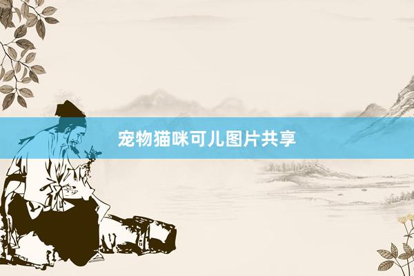 宠物猫咪可儿图片共享